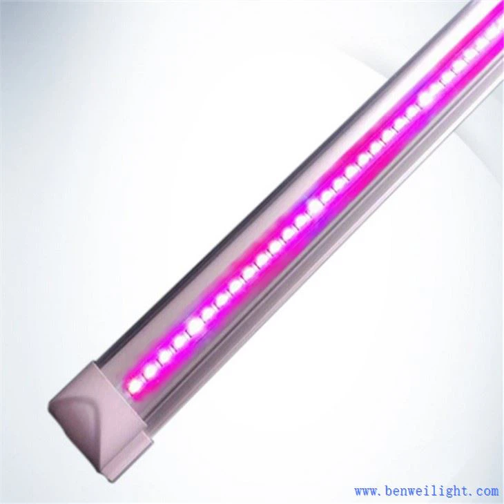 Гров Лигхт Цабинет