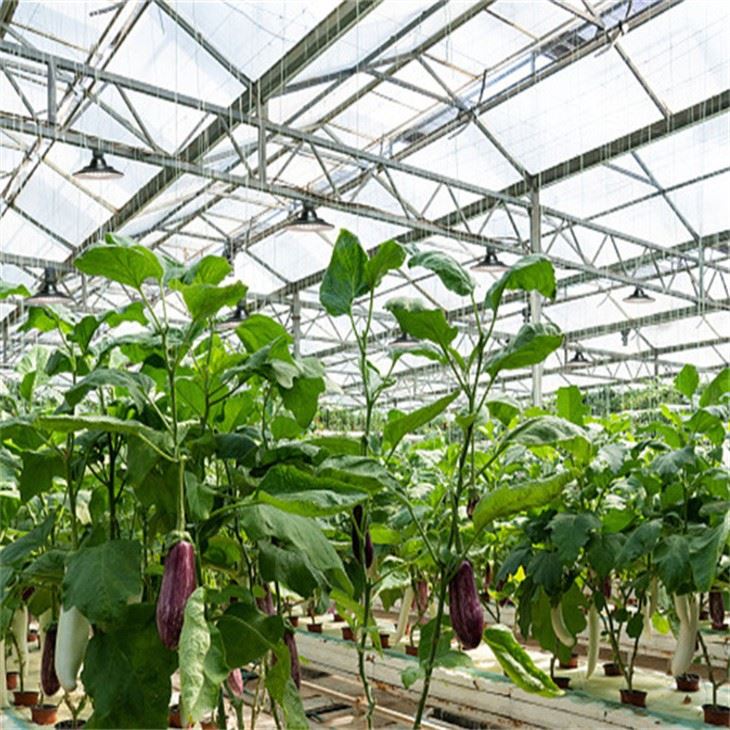 led grow lights for plants