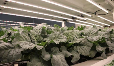 greenhouse led grow lights greenhouse led grow lights